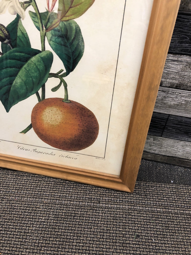 ORANGE AND FLOWER PRINT IN UNFINISHED WOOD FRAME.