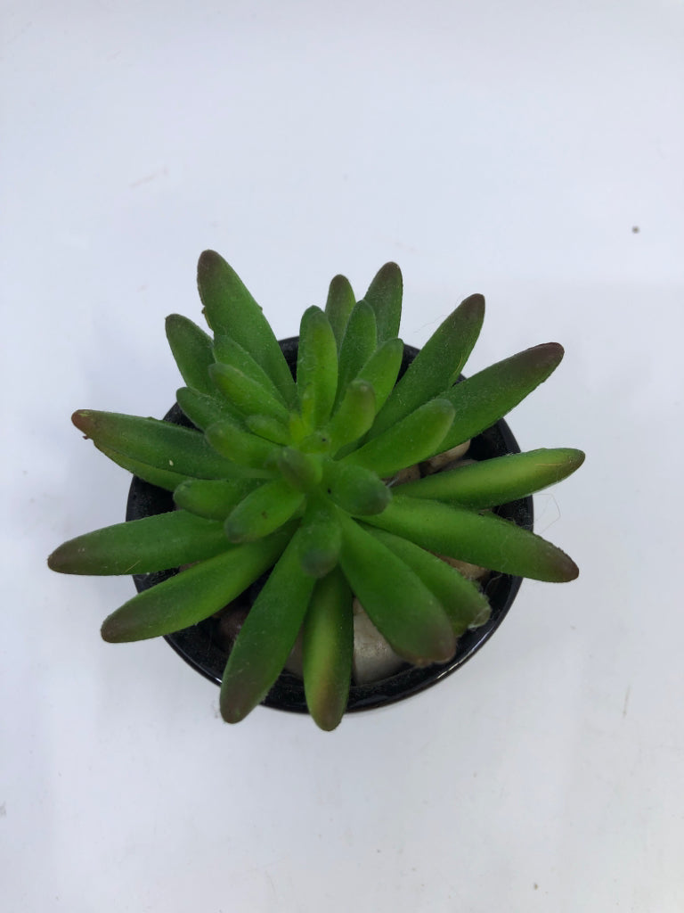 FAUX SUCCULENT IN BLACK CERAMIC POT.