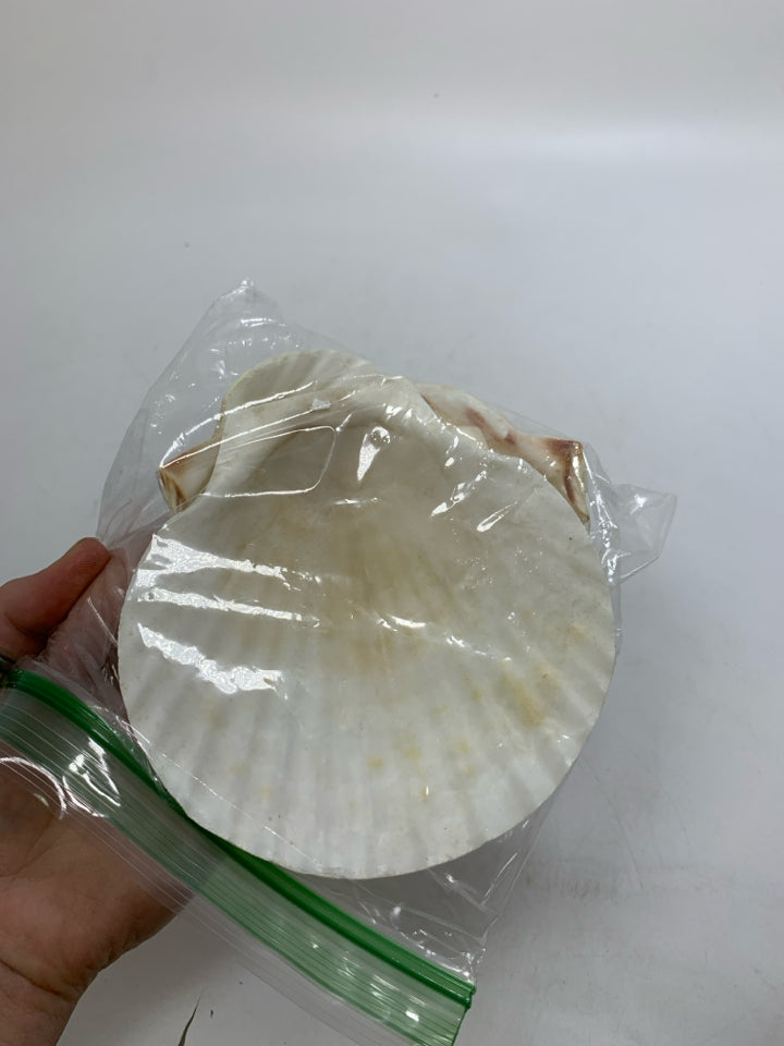 5 FLAT WHITE SHELLS IN BAG.