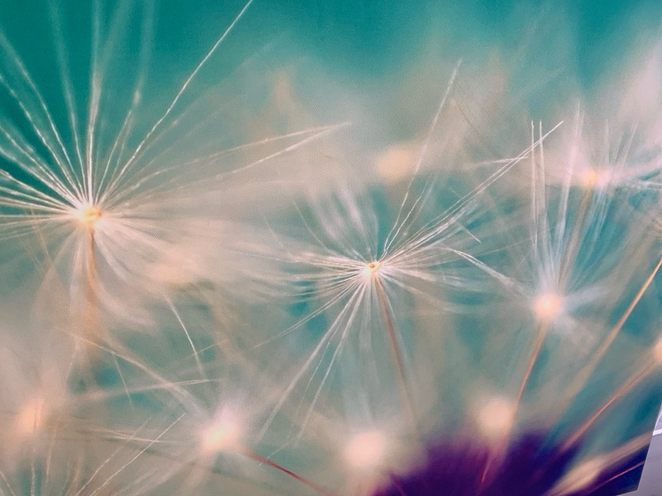 TEAL +PURPLE DANDELION CANVAS WALL ART.