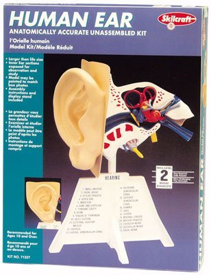 Skilcraft Human Ear Anatomically Accurate Unassembled Kit -