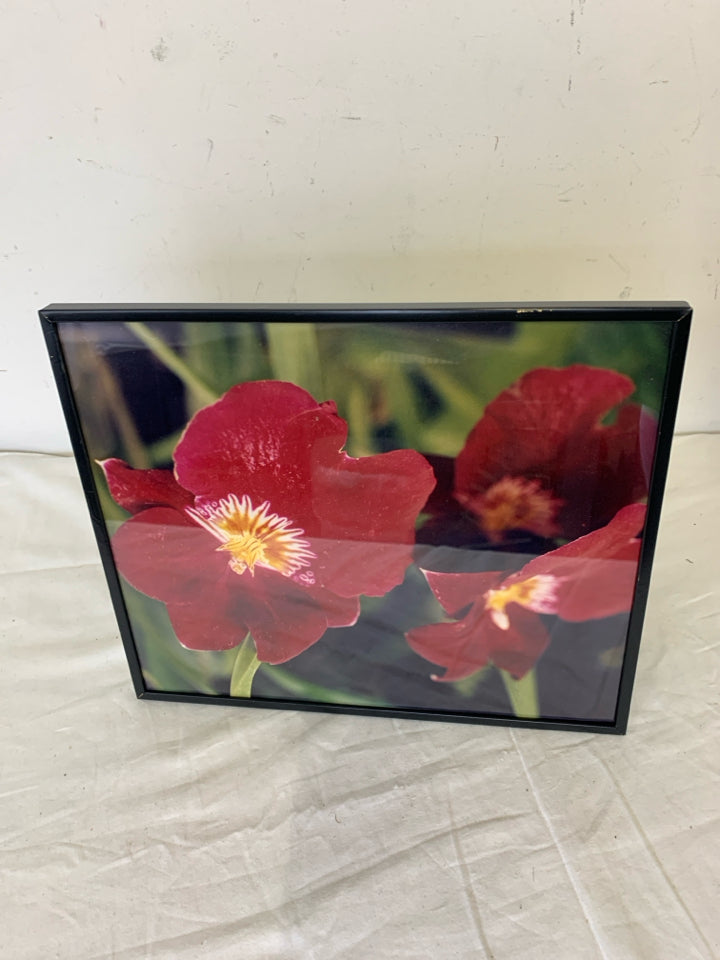 RED FLOWERS IN BLACK FRAME.