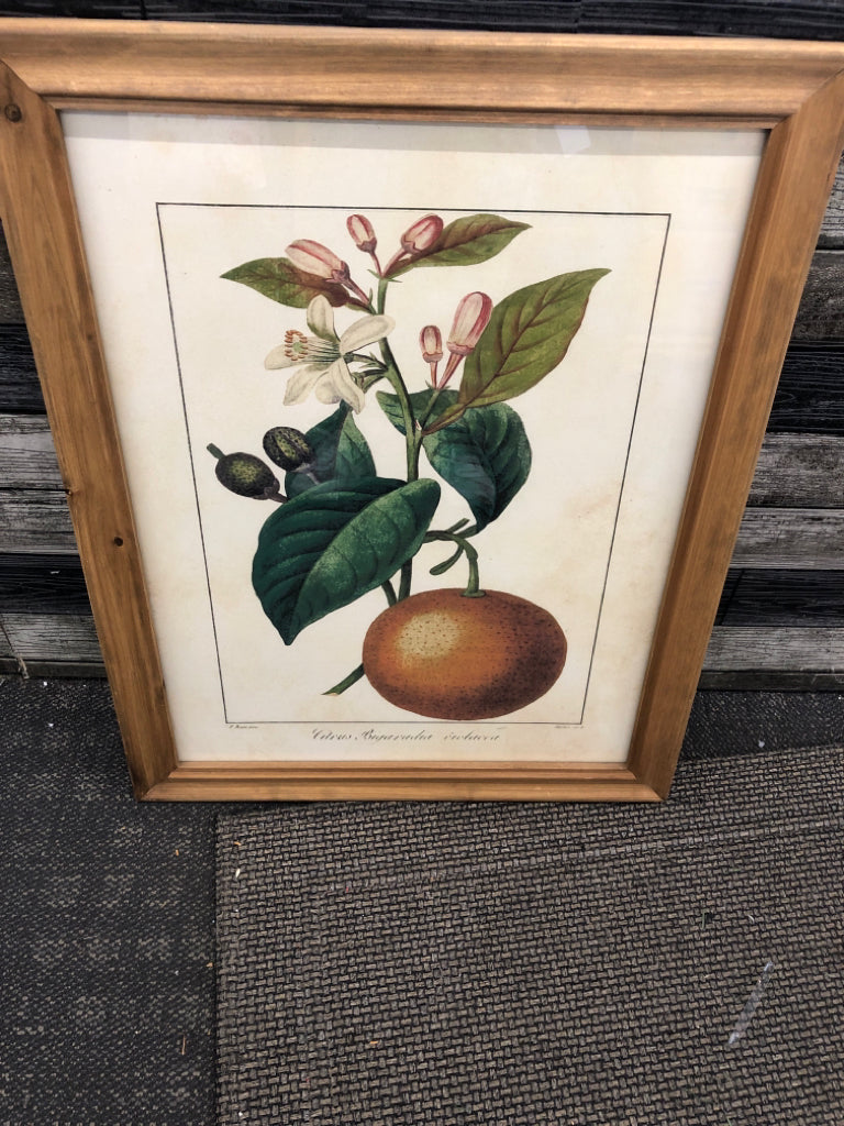 ORANGE AND FLOWER PRINT IN UNFINISHED WOOD FRAME.