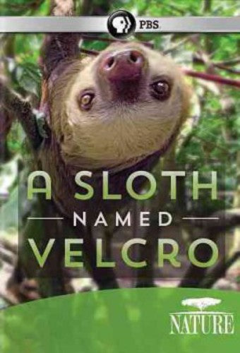 Nature: a Sloth Named Velcro -