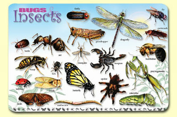 Bugs & Insects Placemat
