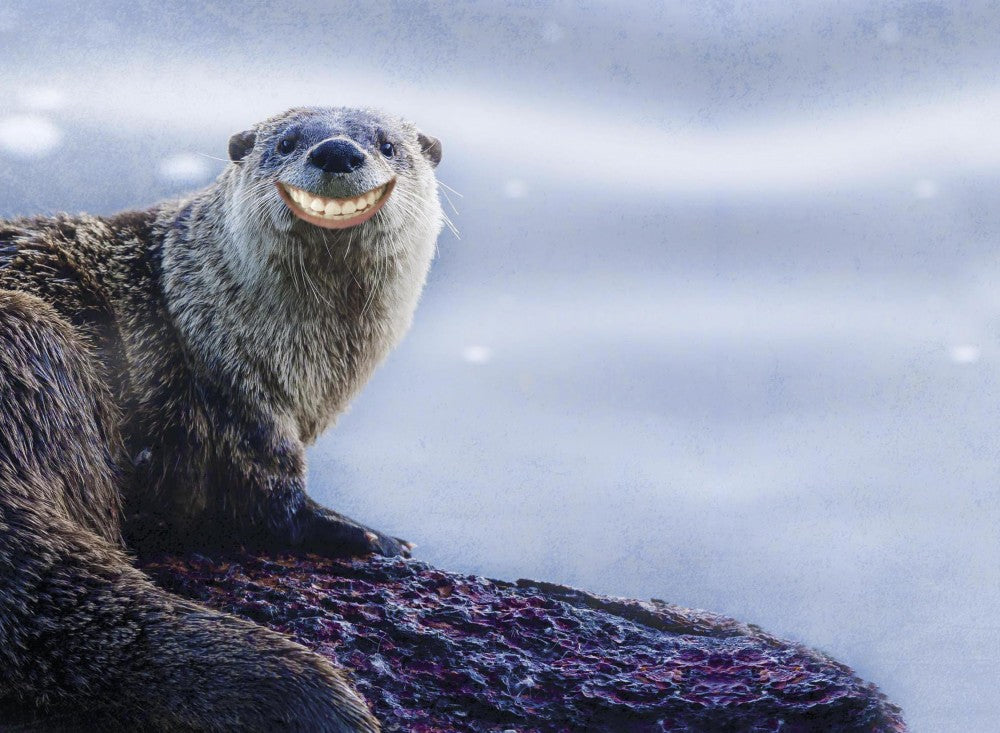 Smiling Otter, Birthday Card